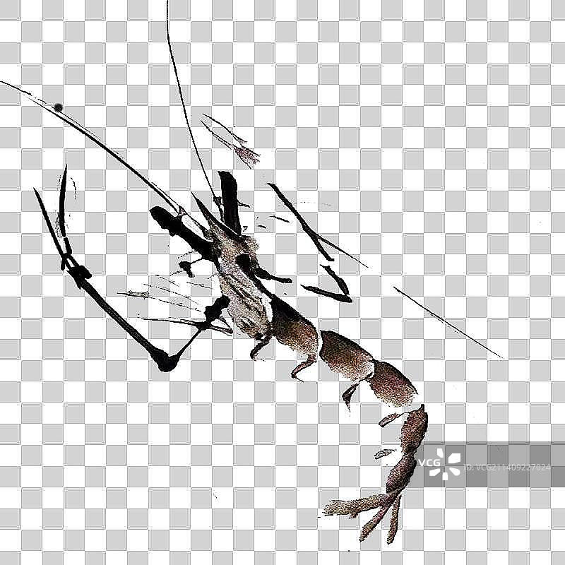 虾|免扣素材|适用于各种场景图片素材