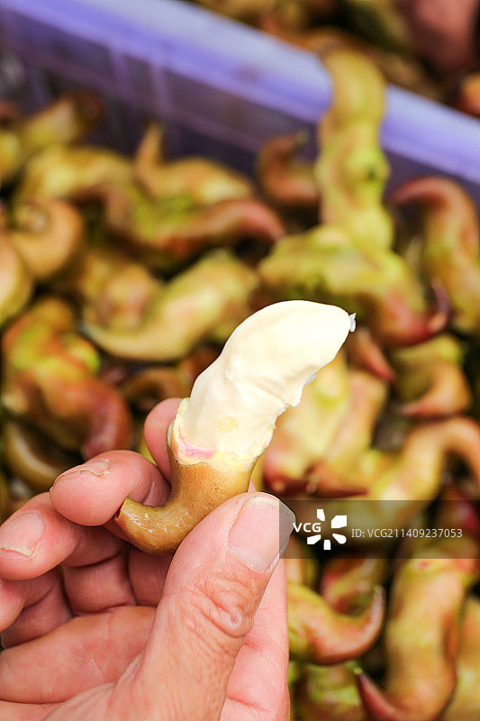 新鲜洪湖菱角采摘图片素材