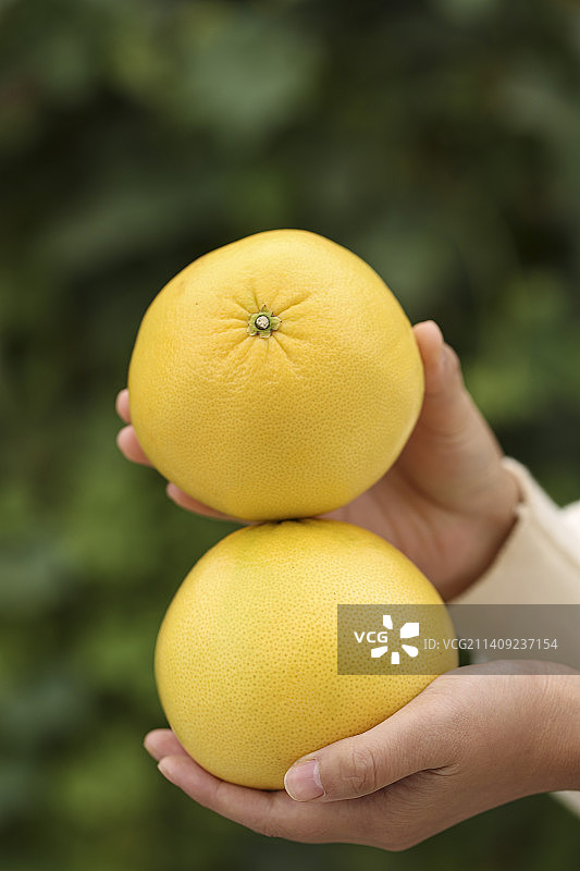 手里拿着黄金葡萄柚图片素材