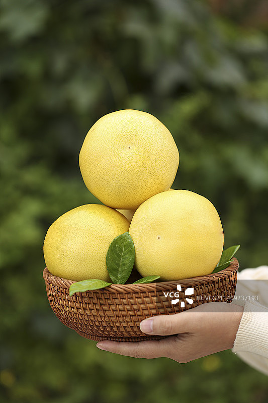 手里拿着黄金葡萄柚图片素材