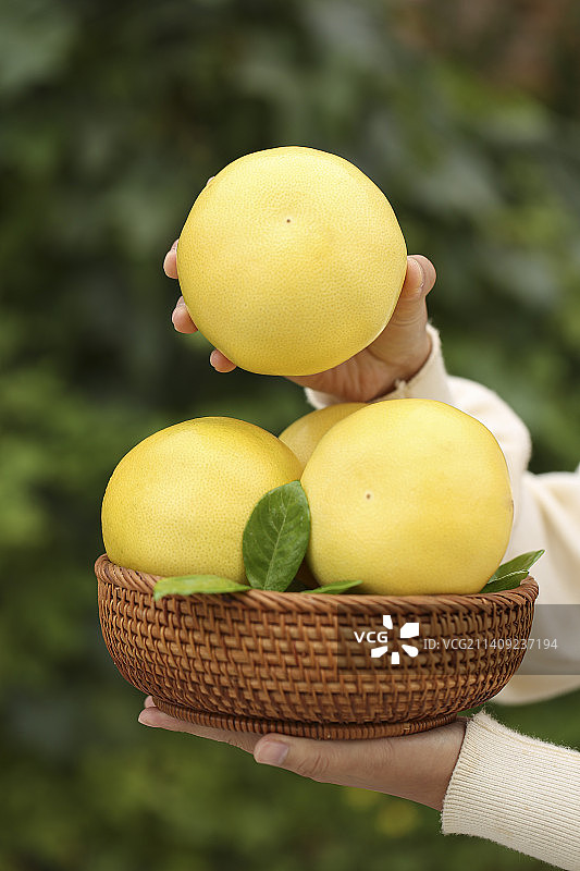 手里拿着黄金葡萄柚图片素材