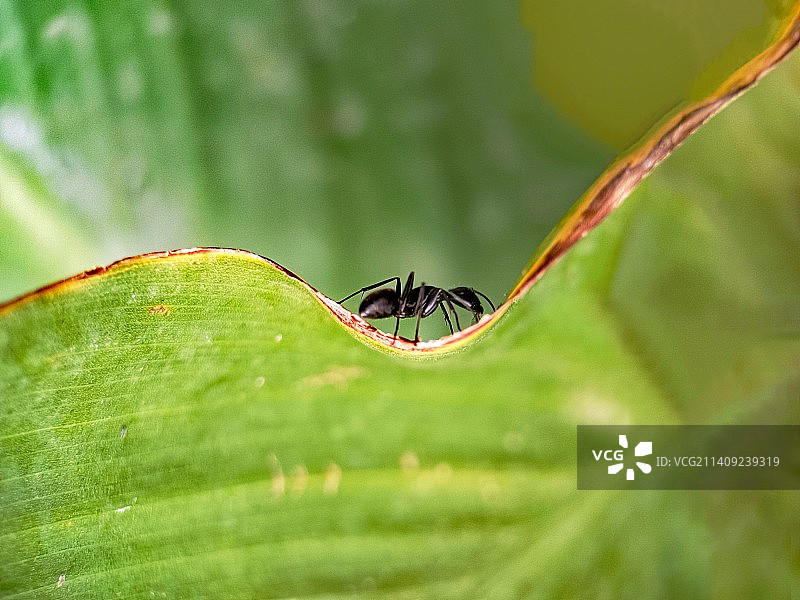 蚂蚁图片素材