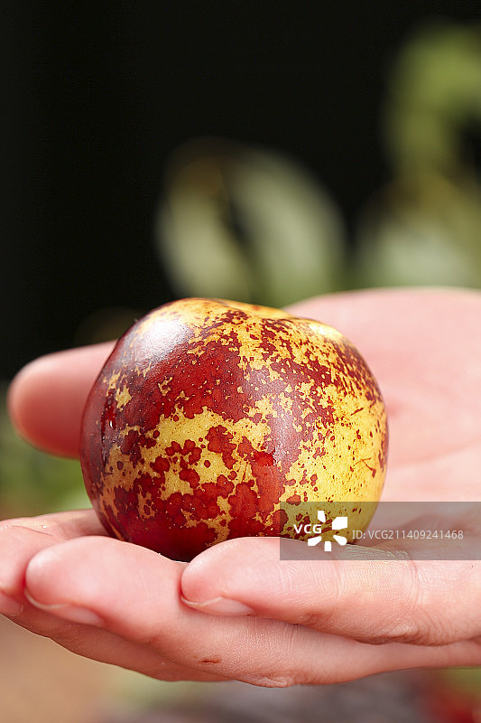 木底上的冬枣图片素材