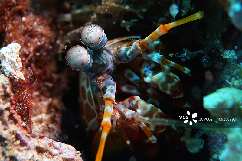 海中螃蟹特写图片素材