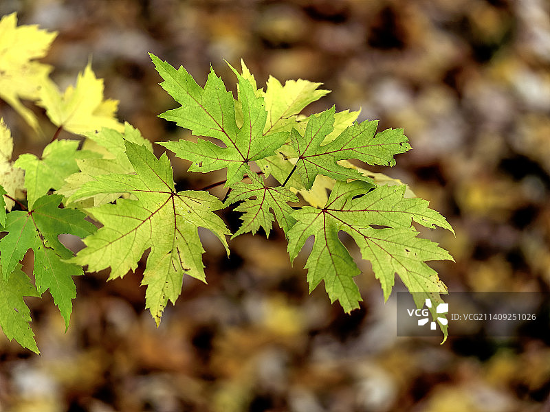 植物上的叶子特写图片素材
