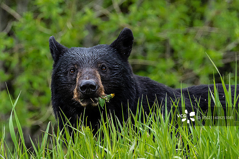 黑熊肖像图片素材