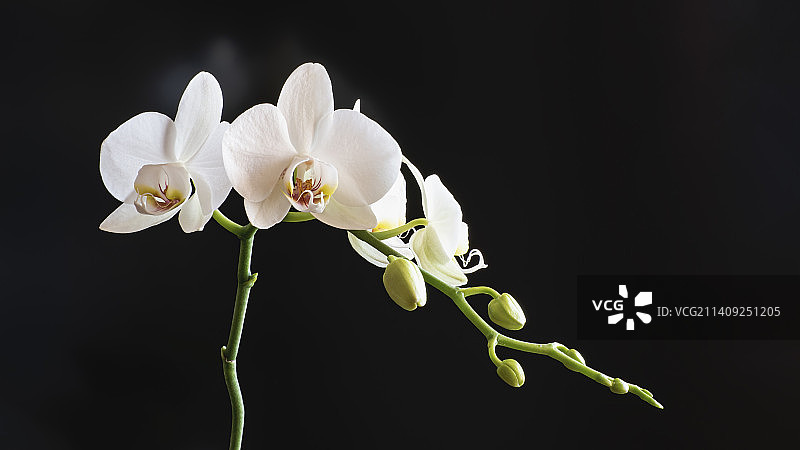 黑色背景下的白色花朵特写图片素材