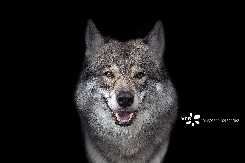 黑色背景下的灰狼特写，德国松德豪森图片素材