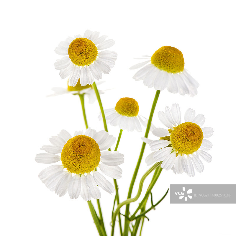 白色背景下的鲜花特写图片素材