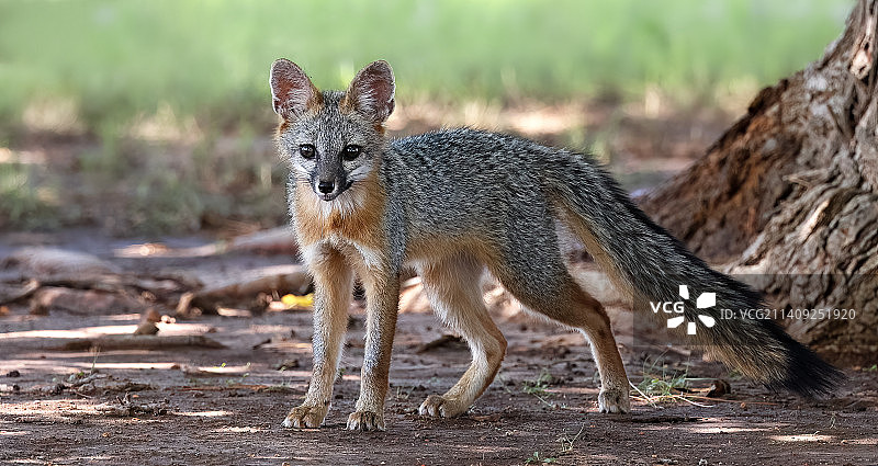 在美国德克萨斯州的陆地上站立的豺狼图片素材