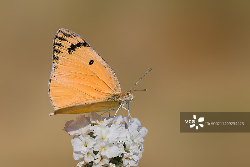 土耳其马拉蒂亚花朵上的蝴蝶授粉特写图片素材