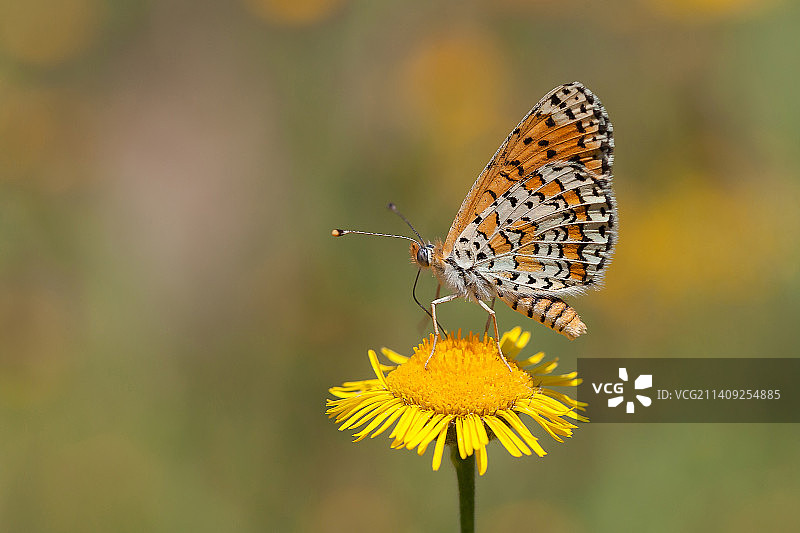 蝴蝶在黄色花朵上采蜜特写，土耳其马拉蒂亚图片素材