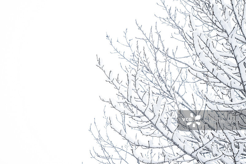 森林中白雪覆盖的树木，冬季自然与假日图片素材