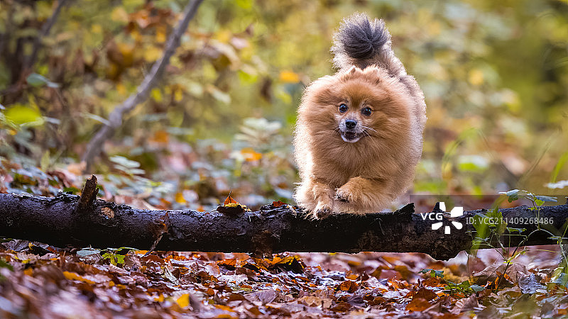 在瑞士霍恩的树上的宠物博美犬图片素材