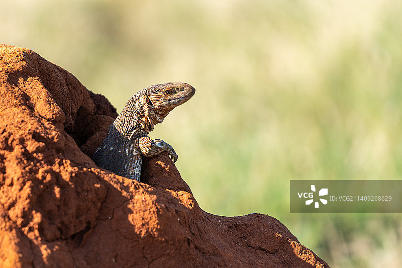 岩石上的鬣蜥特写，肯尼亚图片素材