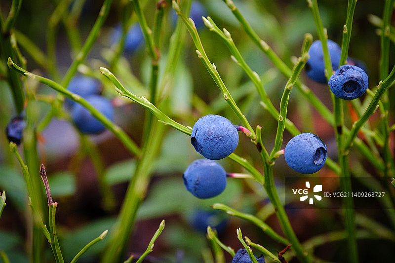 植物上生长的蓝莓特写，瑞典图片素材