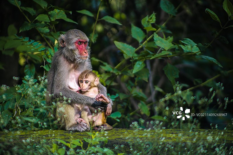猴子坐在树上的特写图片素材