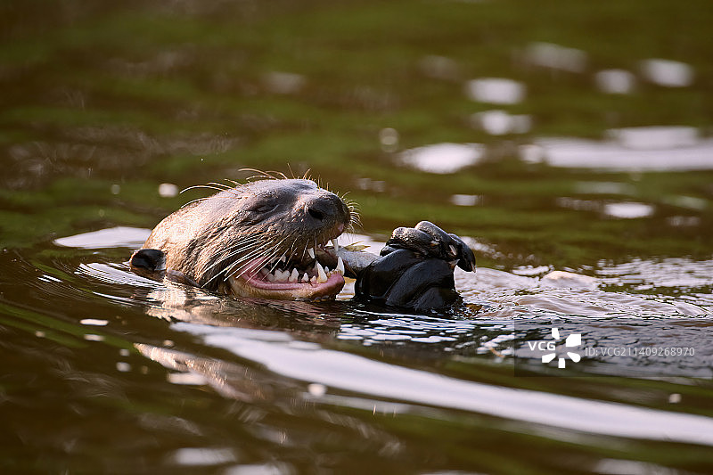 湖中游泳的动物特写图片素材