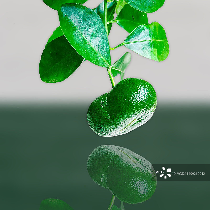 树上生长的果实的特写图片素材