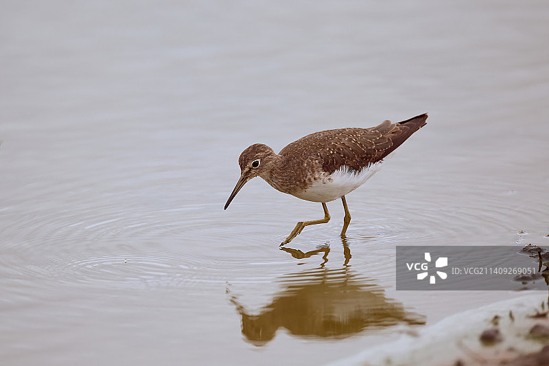 鹬在湖中栖息的特写镜头图片素材