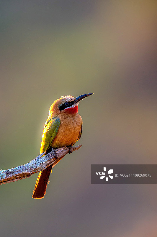 南非姆库兹庄园栖息在树枝上的热带蜜蜂特写图片素材