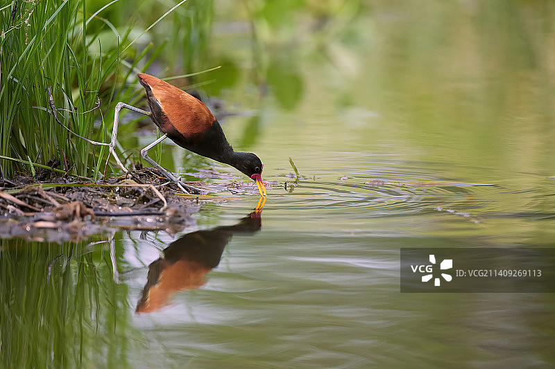 鸟类栖息在湖上的特写图片素材