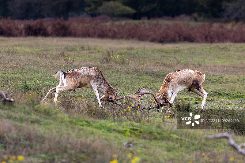 侧视草地上小鹿头撞击图片素材