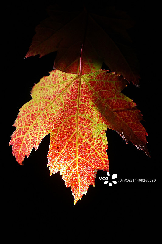黑色背景下的枫叶特写图片素材
