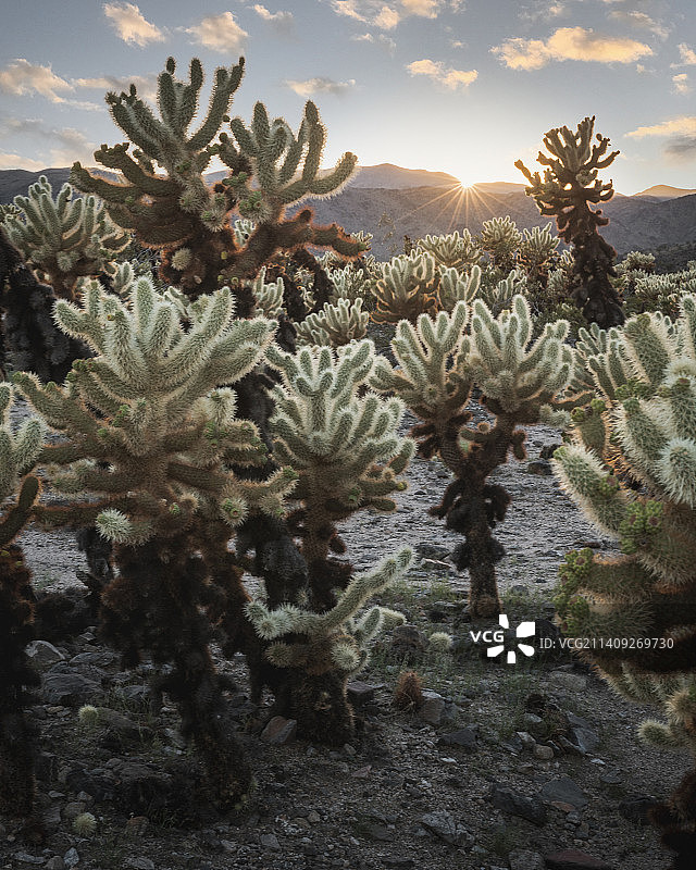 日落时分美国仙人掌田野景色图片素材