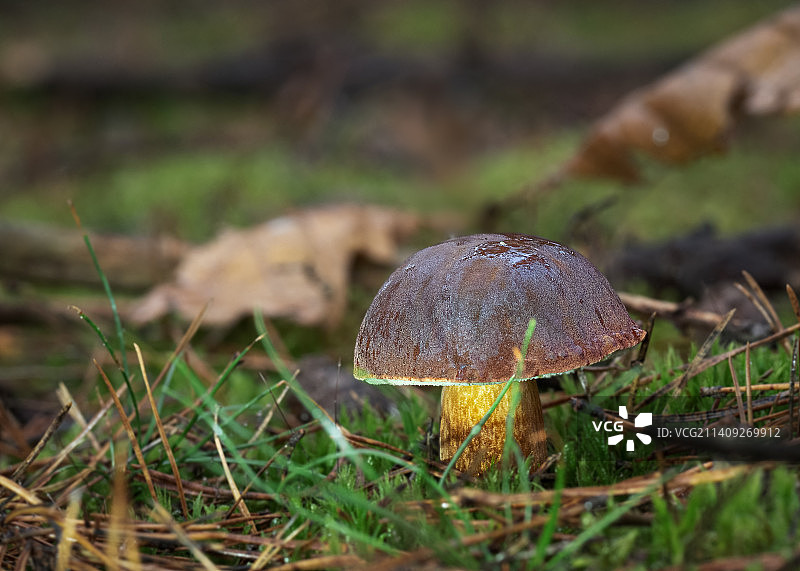 蘑菇在田间生长的特写图片素材