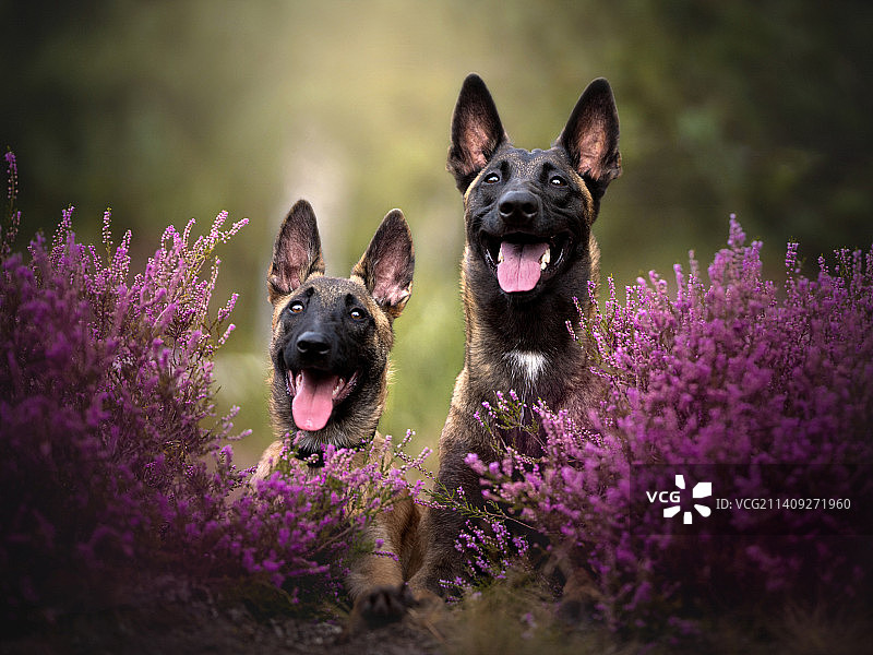 植物中的狗狗肖像图片素材