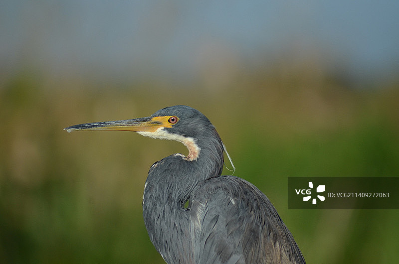 苍鹭在美国佛罗里达州米卡诺皮的特写图片素材