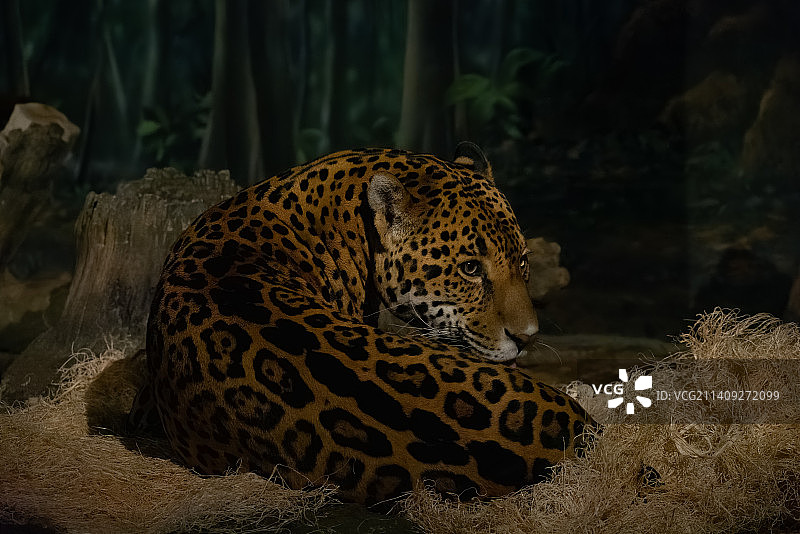 森林中坐着的豹子特写图片素材