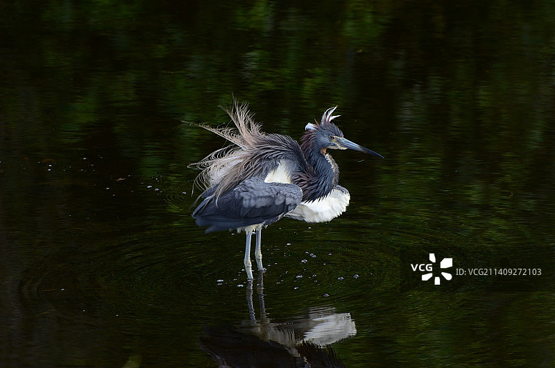 美国佛罗里达州米卡诺皮灰色苍鹭特写图片素材