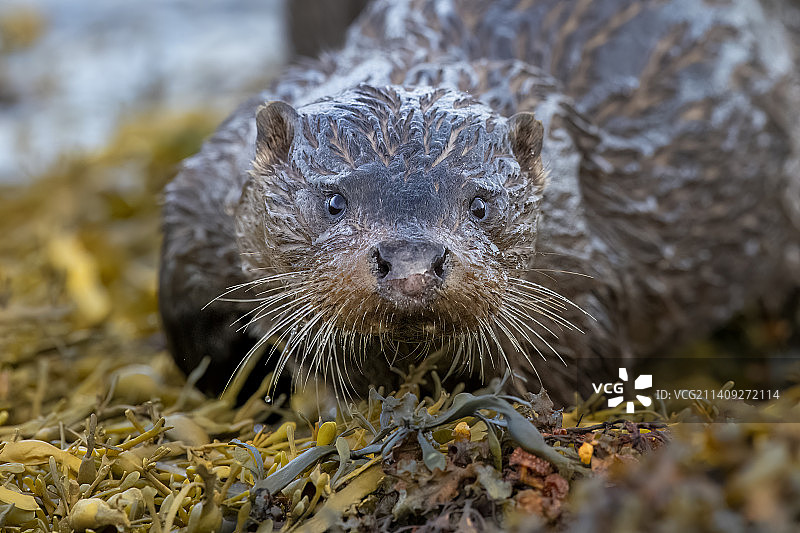田野中啮齿动物的特写，英国马尔岛图片素材