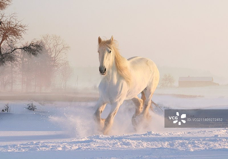 雪地奔跑的白色骏马特写图片素材