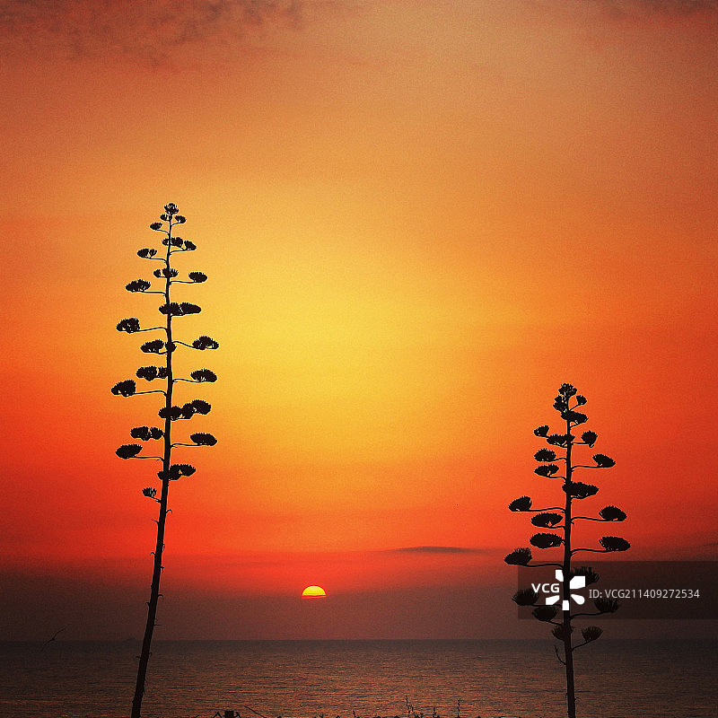 橙色天空下，海边植物的剪影图片素材