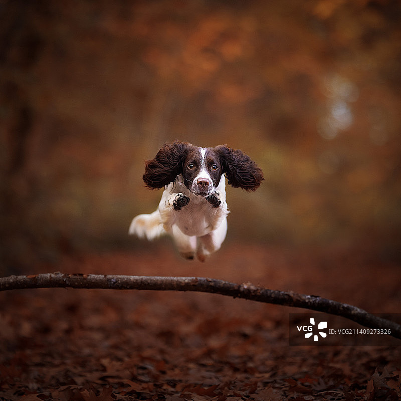 蛛网上的蜘蛛特写图片素材