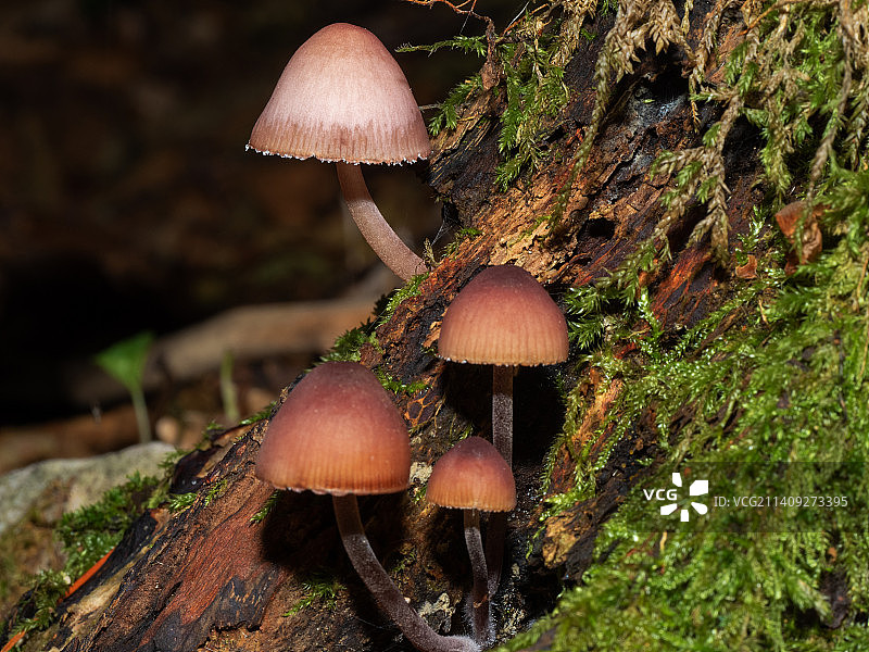 意大利佩萨罗和乌尔比诺弗洛树干上生长的蘑菇特写图片素材