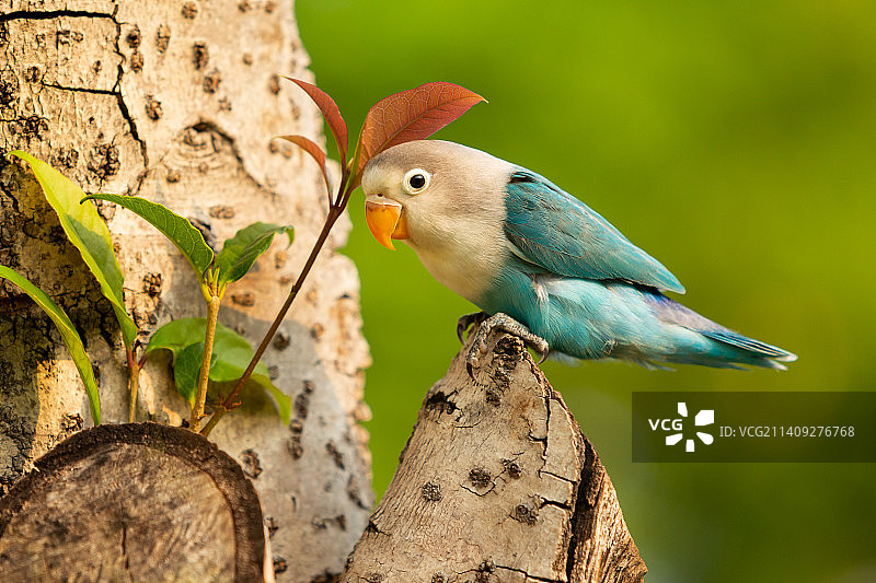 树上的牡丹鹦鹉图片素材