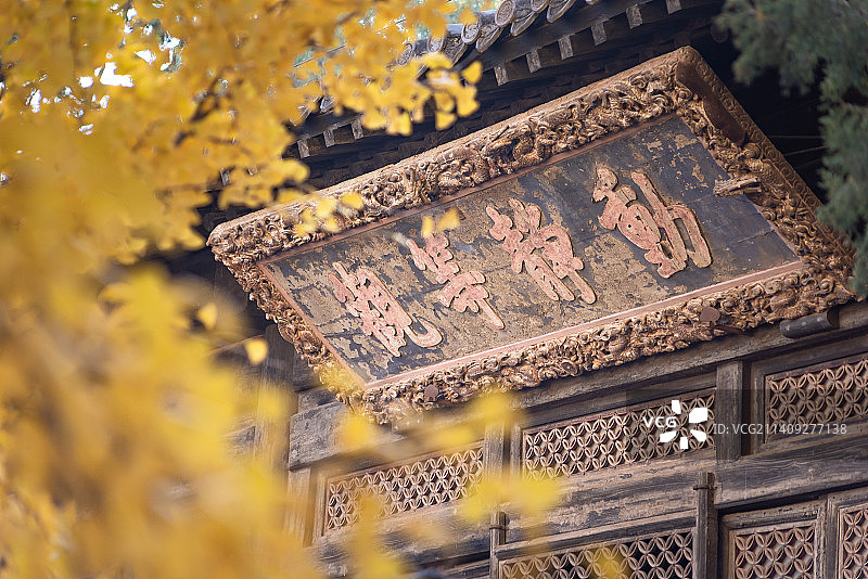 秋天北京大觉寺无量寿佛殿匾额银杏图片素材