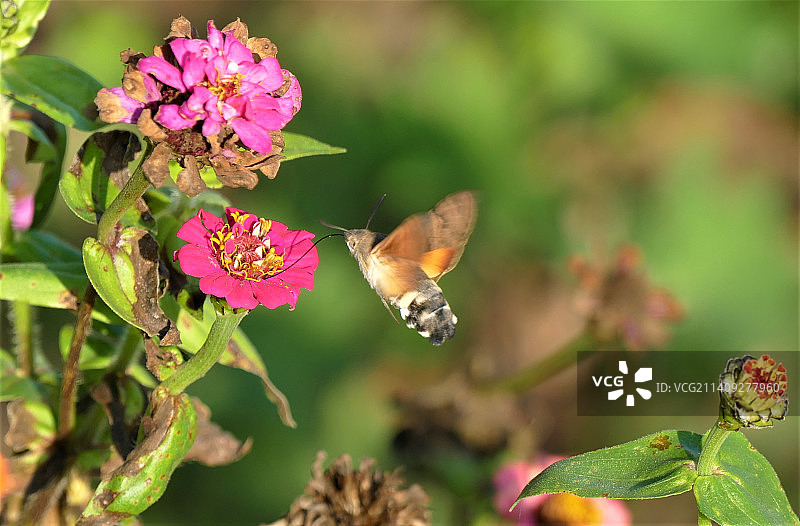 蝴蝶在粉红色的花上授粉的特写图片素材