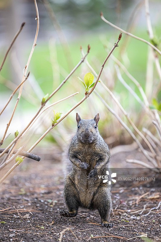 田野上松鼠的特写图片素材