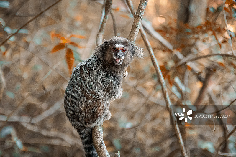 坐在树枝上的狨猴画像图片素材