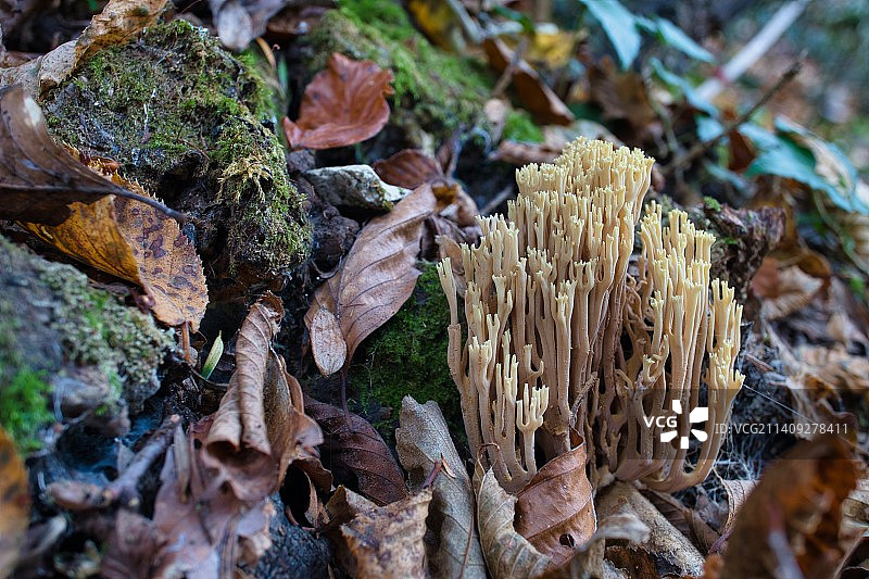 意大利马切拉塔省钦戈利的田野里生长的蘑菇特写图片素材