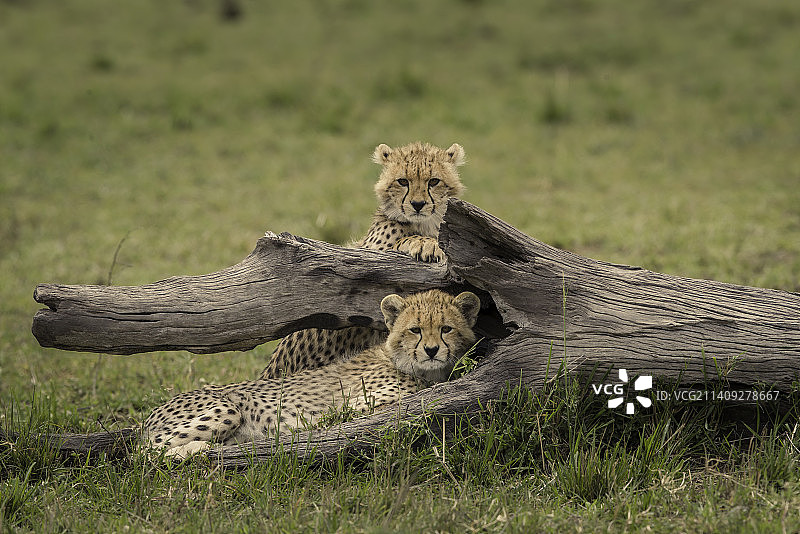 肯尼亚内罗毕马赛马拉：休息在原木上的猎豹幼崽一家图片素材