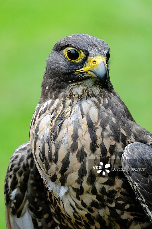 老鹰特写图片素材