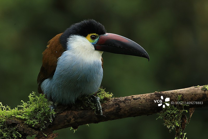 栖息在树枝上的巨嘴鸟特写图片素材