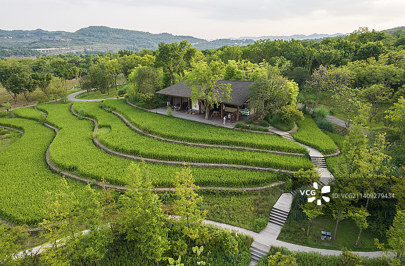 江心岛梯田风光图片素材