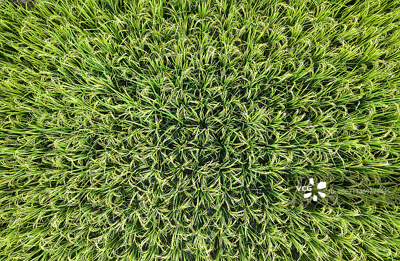 江心岛梯田风光图片素材